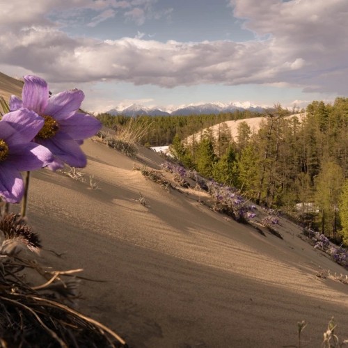 Дюны среди тайги: поход к Чарским пескам с ночёвками в палатках на природе