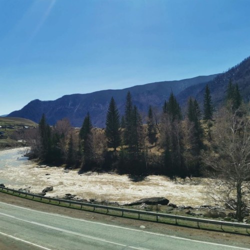 За пейзажами весеннего Алтая: цветение маральника