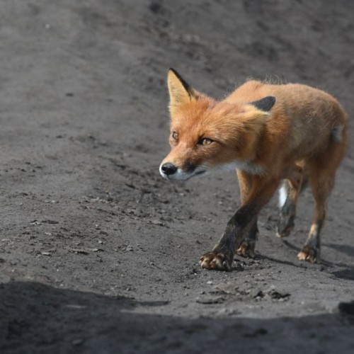 Вулканы, гейзеры и шум океана: активное путешествие по природным чудесам Камчатки
