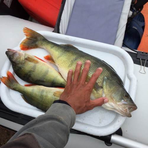 Результативная рыбалка на Гусином озере в своей компании