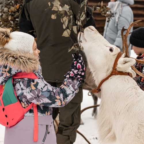 Прогулка на лошадях и визит к северным оленям