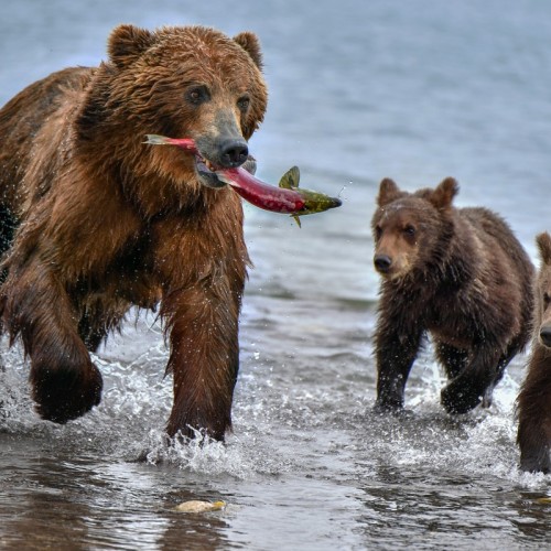 Увидеть душу Камчатки: джип-тур по неизведанным местам с круизом по Курильскому озеру (всё включено)