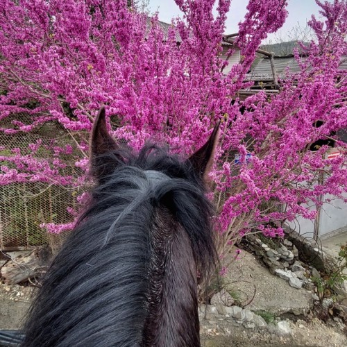Приключения на лошадях в Сочи для новичков и опытных: по ущельям, долинам и лесам
