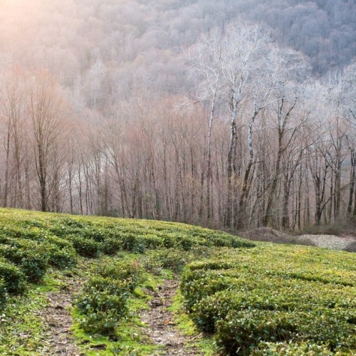 На лошадях по предгорьям Сочи: прогулки для новичков и опытных всадников