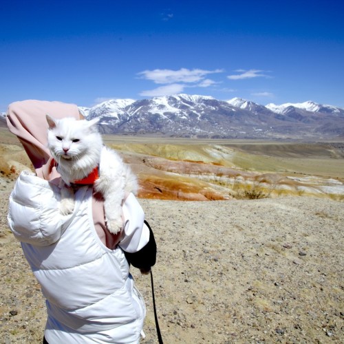 От Горно-Алтайска до Монголии через Телецкое озеро: в мини-группе на Алтай