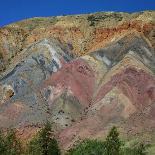 За пейзажами весеннего Алтая: цветение маральника