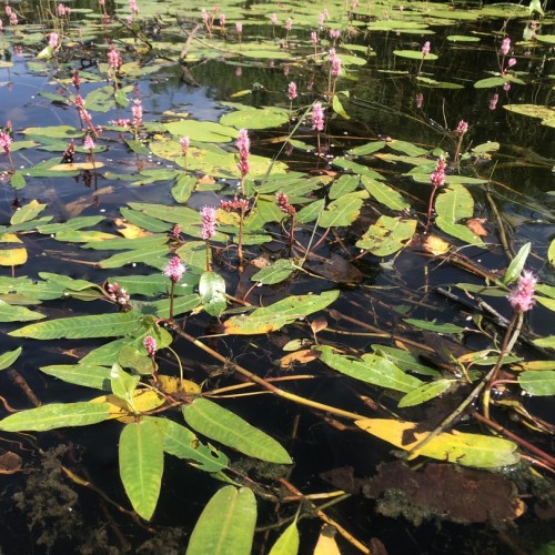Очарование Медведицы: лёгкий сплав на байдарках (всё включено)