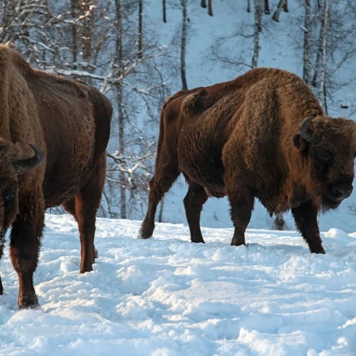 Камышлинский водопад и зубровый питомник