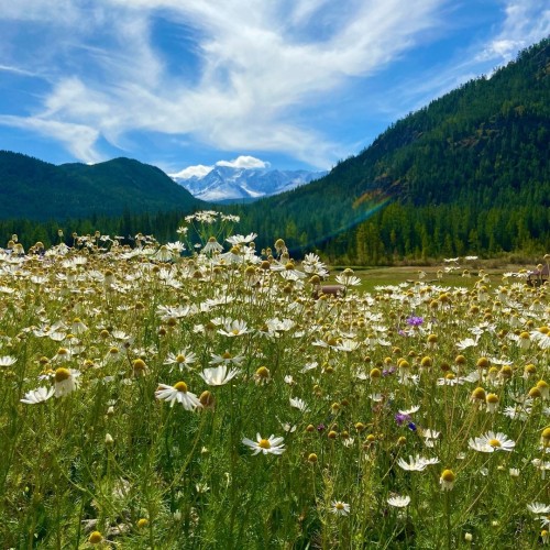 Лиловый наряд Алтая: путешествие по знаковым локациям и цветение маральника