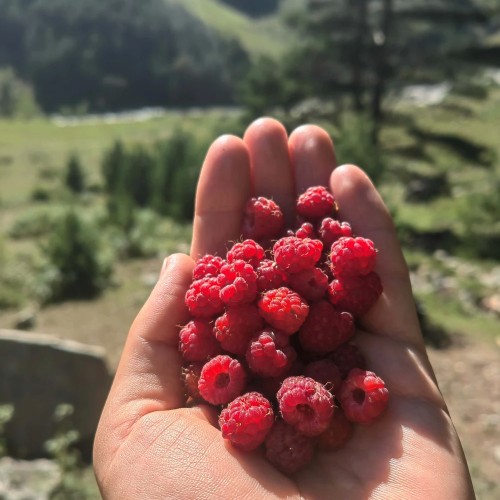 Комфортный треккинг в Приэльбрусье в мини-группе