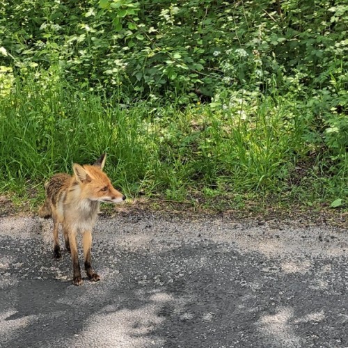 Калининград и всё побережье от Куршской косы до Балтийска индивидуально