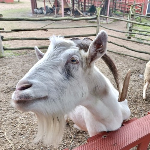 Ферма-парк «Илоранта» + дегустация сыров и сидра — из Санкт-Петербурга