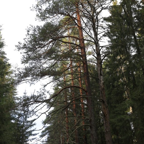 По тропам Торжокского района: пеший поход с рюкзаками