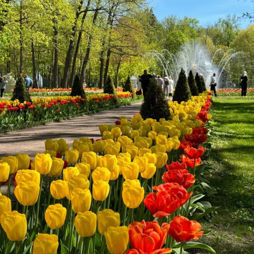 Парк и фонтаны Петергофа (всё включено)