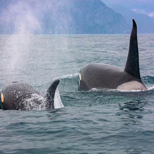 Калейдоскоп впечатлений на Камчатке: треккинги, вулканы и горячие источники