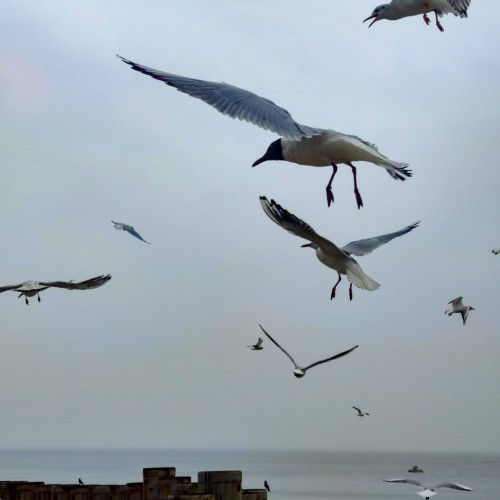 Балтийский берег: Калининград, Куршская коса и очарование курортов