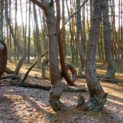 Великолепная Куршская коса и курорт Кранц за один день