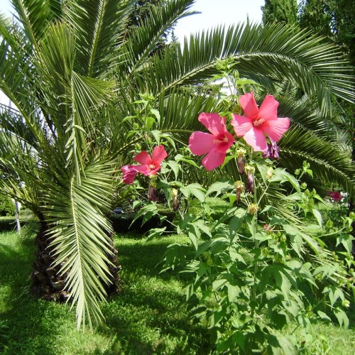 Большой тур по Сочи: природа, архитектура, история