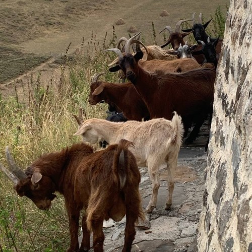 Таинство Ингушетии: треккинг налегке с восхождением на Столовую гору