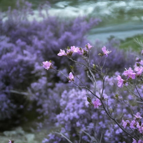 Автотур в мини-группе по знаковым локациям Алтая в период цветения маральника