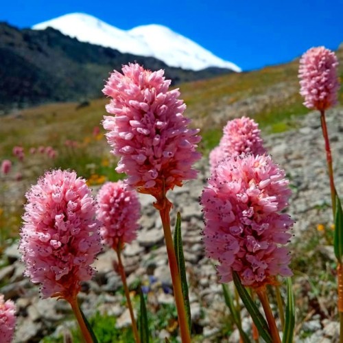 Высокогорный треккинг вокруг Эльбруса в Джилы-Су с проживанием в палатках