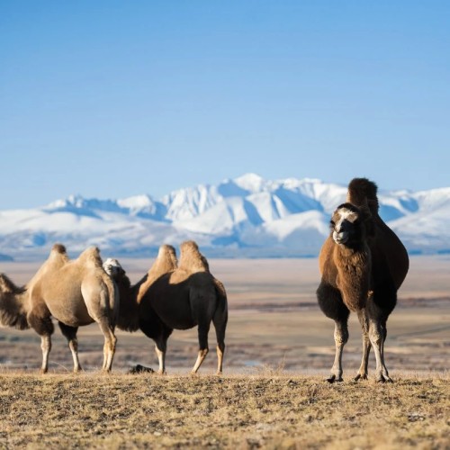 Чуйский тракт. Лучшее за 2 дня