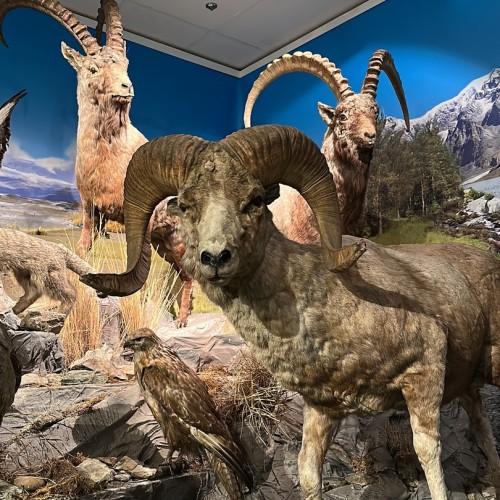 Выезд на Алтай в мини-группе: главные локации, места силы, погружение в культуру и спа