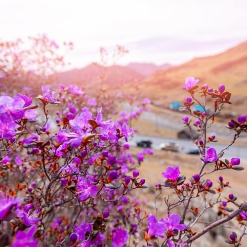 По цветущему Алтаю с выездом из Новосибирска и Горно-Алтайска: топовые места