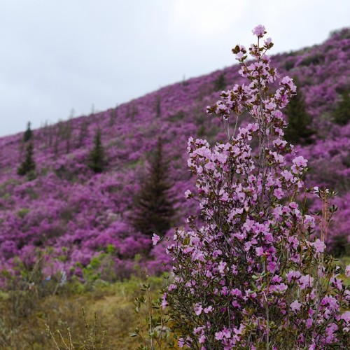 Майские на Алтае в сезон цветения маральника с ежедневными прогулками (всё включено)