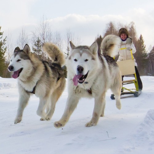 Расслабленное путешествие на Байкал с опциональными экскурсиями: Ольхон, Листвянка и много льда
