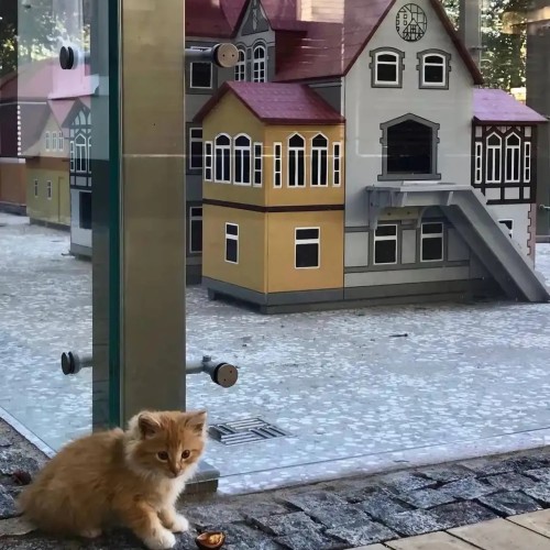 Путешествие на Куршскую косу и в Зеленоградск