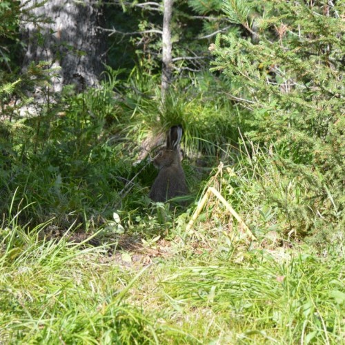 Треккинги к Мультинским озёрам и дом Рериха