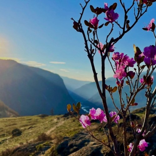 За пейзажами весеннего Алтая: цветение маральника