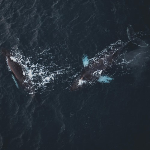 Путешествие в Русскую Арктику с морской прогулкой: Териберка, Мурманск, Сейдозеро и Хибины