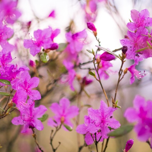 Краски Байкала: «Сибирский Париж», красоты Ольхона и цветение багульника