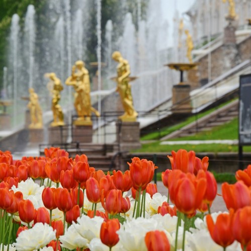 В Петергоф на «Метеоре» с посещением Нижнего парка и фонтанов