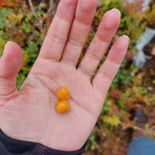 Из Петербурга к месту силы саамов — мистической Воттовааре