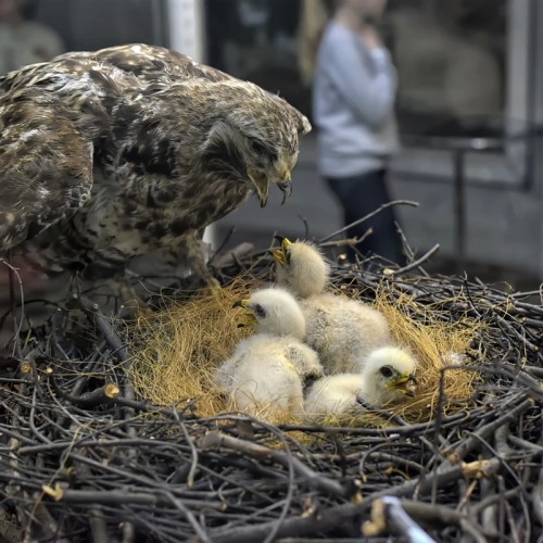 Зоологический музей для детей и взрослых