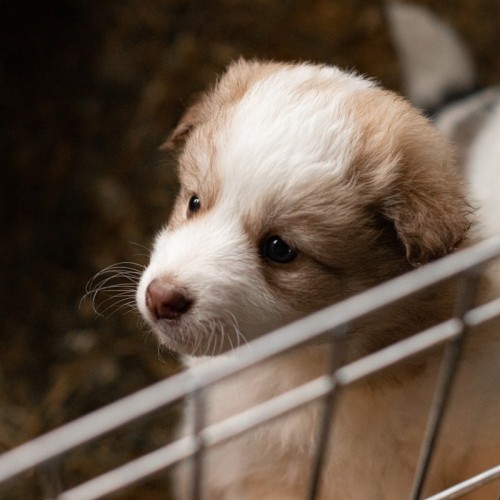 Прогулка на лошадях и визит к северным оленям