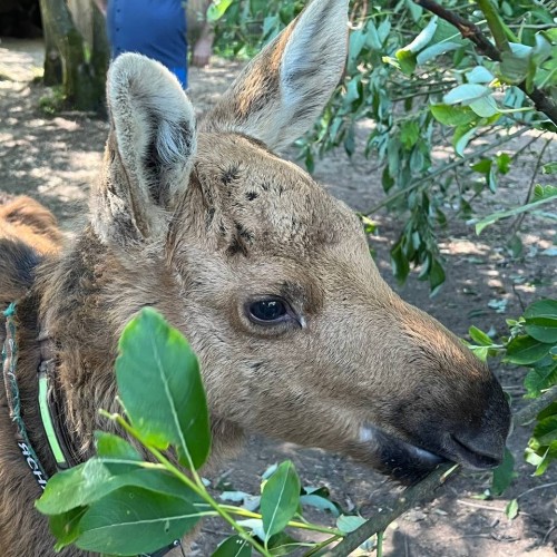 Костромские выходные с дегустацией сыра и посещением лосиной фермы