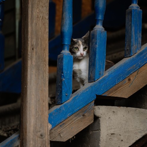 Коса без прикрас: культурно о некультурном