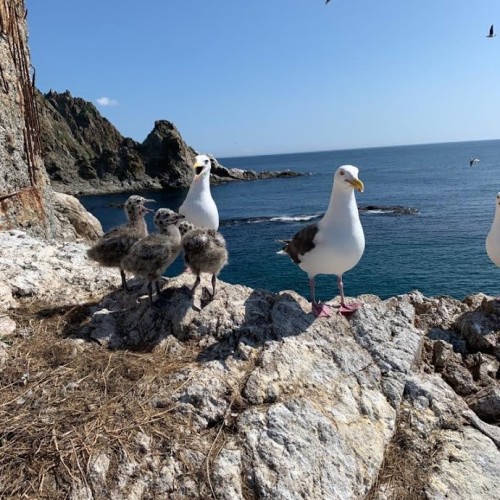 За деликатесами и к сивучам на Сахалин