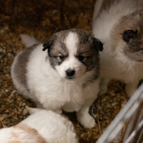 Прогулка на лошадях и визит к северным оленям