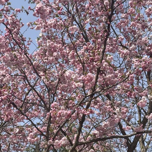 Волшебное Царицыно