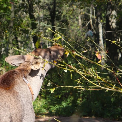 Костромской трип: выходные на Волге с посещением лосиной фермы и дегустацией в Музее сыра