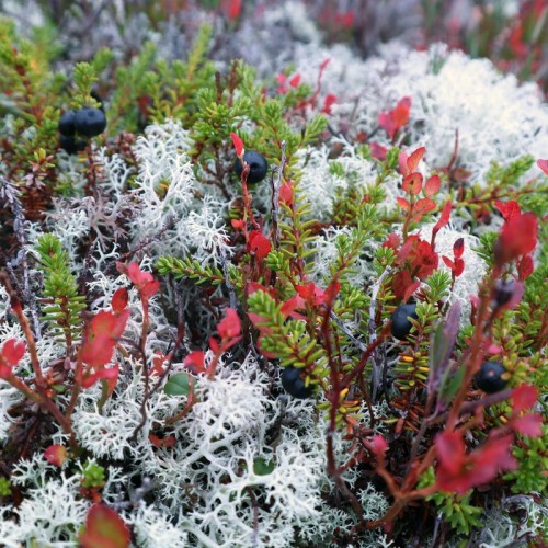 Тур за полярным кругом: Мурманск и Териберка в мини-группе