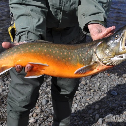 Рыбалка в тундре с ночёвками в палатках: ловим красную рыбу в озере, море или на сопках