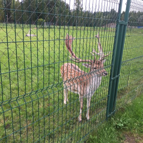 Императорские резиденции: Ораниенбаум (Ломоносов)