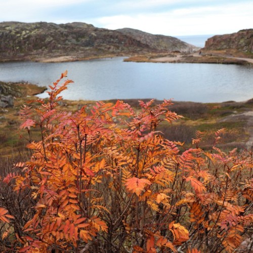 На Кольский в поисках китов и дельфинов мини-группой
