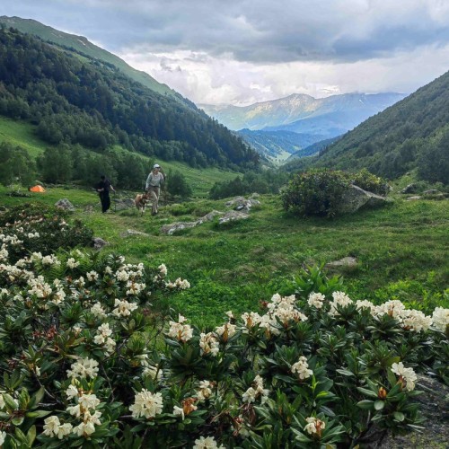 Если с другом вышел в путь: треккинги в Архызе в компании маламута (в мини-группе)